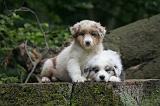 BERGER AUSTRALIEN PUPPIES 835